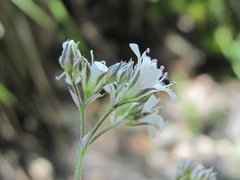 Gypsophila acutifolia