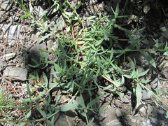Gypsophila acutifolia