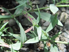 Gypsophila acutifolia