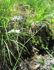Gypsophila acutifolia