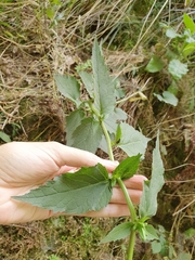 Campanula trachelium