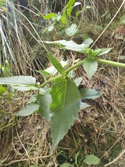 Campanula trachelium