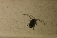 Exocentrus adspersus