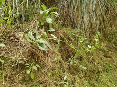 Campanula trachelium