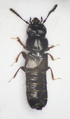 Platystethus arenarius