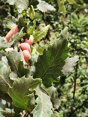 Quercus