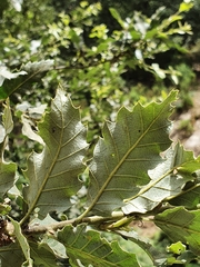 Quercus