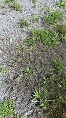 Muehlenbeckia ephedroides