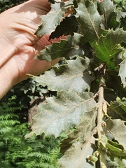Quercus