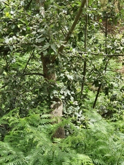 Quercus