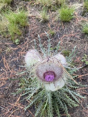 Cirsium nivale