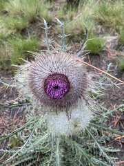 Cirsium nivale
