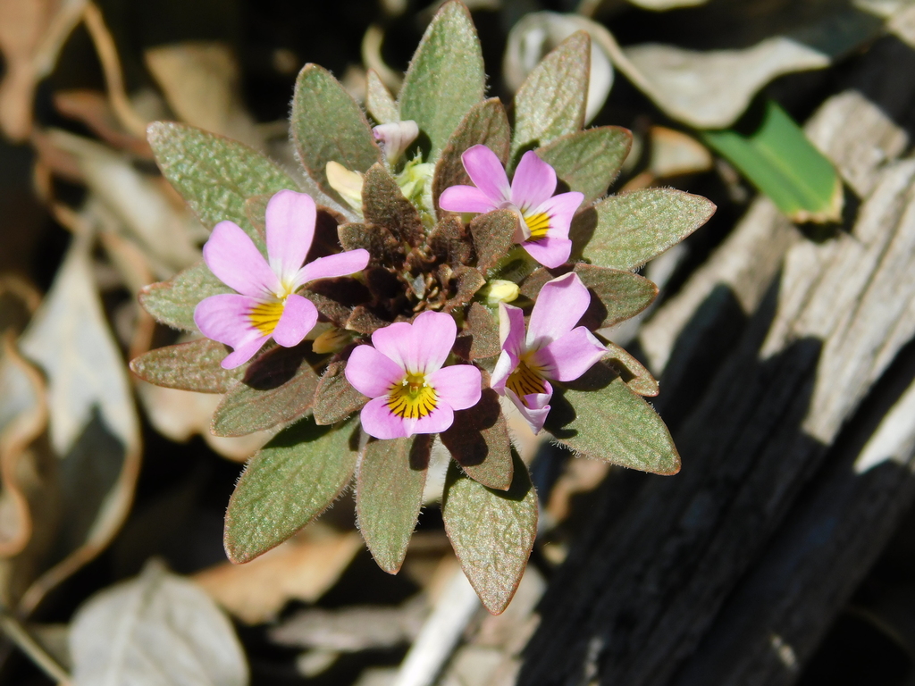 Viola subandina