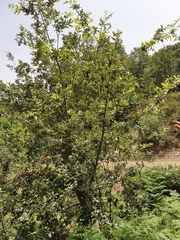 Quercus