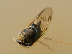 Neotibicen tibicen tibicen