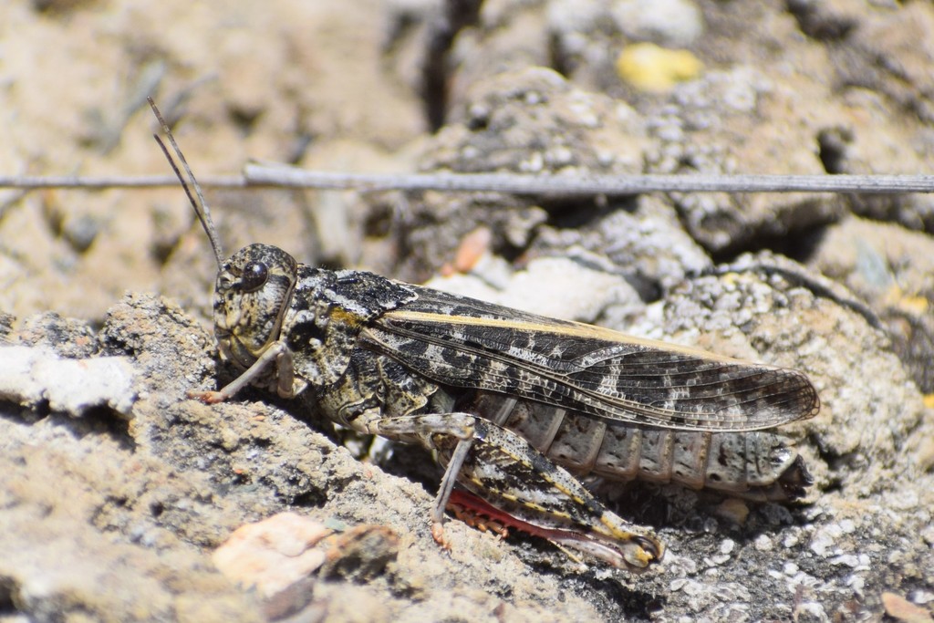Brook's Pink-shanked Grasshopper