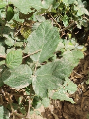 Rubus ulmifolius image