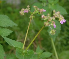 Mirabilis nyctaginea