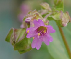 Mirabilis nyctaginea