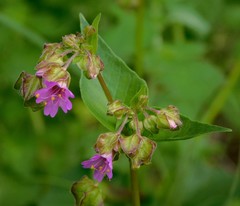 Mirabilis nyctaginea