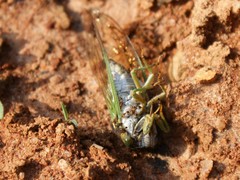 Neotibicen tibicen tibicen
