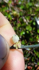 Muehlenbeckia ephedroides