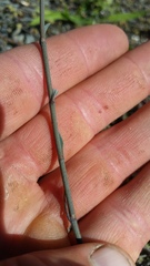 Muehlenbeckia ephedroides