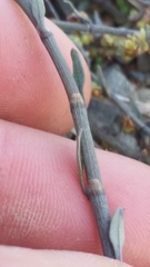 Muehlenbeckia ephedroides