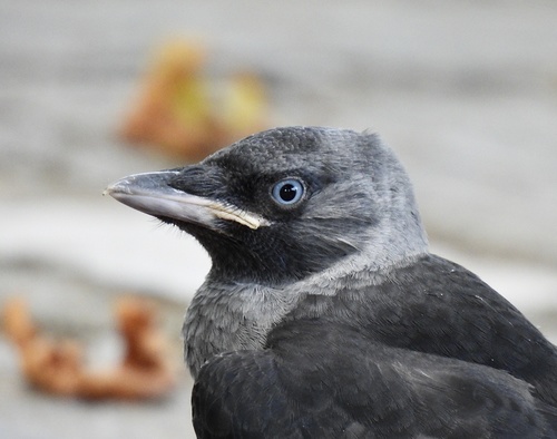 Eurasian Jackdaw, photo 10 of 10