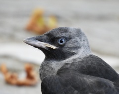 Corvus monedula soemmerringii