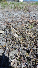 Muehlenbeckia ephedroides