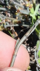 Muehlenbeckia ephedroides