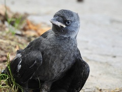 Corvus monedula soemmerringii