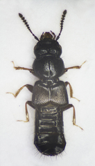 Platystethus arenarius