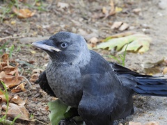 Corvus monedula soemmerringii