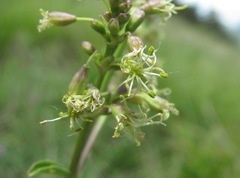 Silene densiflora