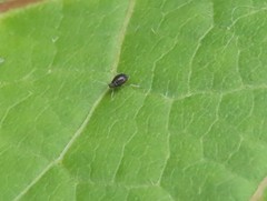 Aphis craccivora