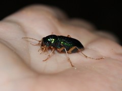 Tetracha virginica