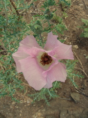 Argemone chisosensis