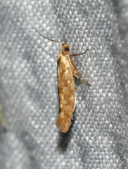 Argyresthia alternatella