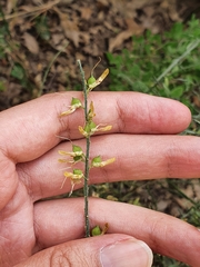 Genista tricuspidata