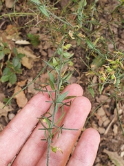 Genista tricuspidata