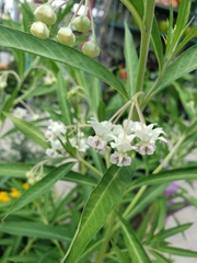 Asclepias perennis