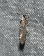 Swammerdamia pyrella