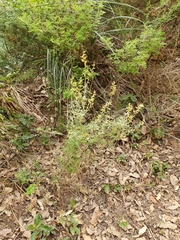 Genista tricuspidata