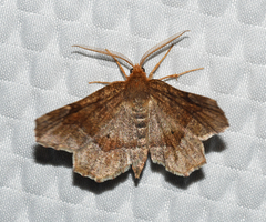 Metarranthis hypochraria