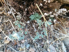 Argyrochosma limitanea