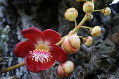 Couroupita guianensis