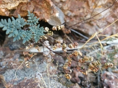 Argyrochosma limitanea