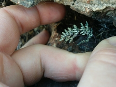 Argyrochosma limitanea